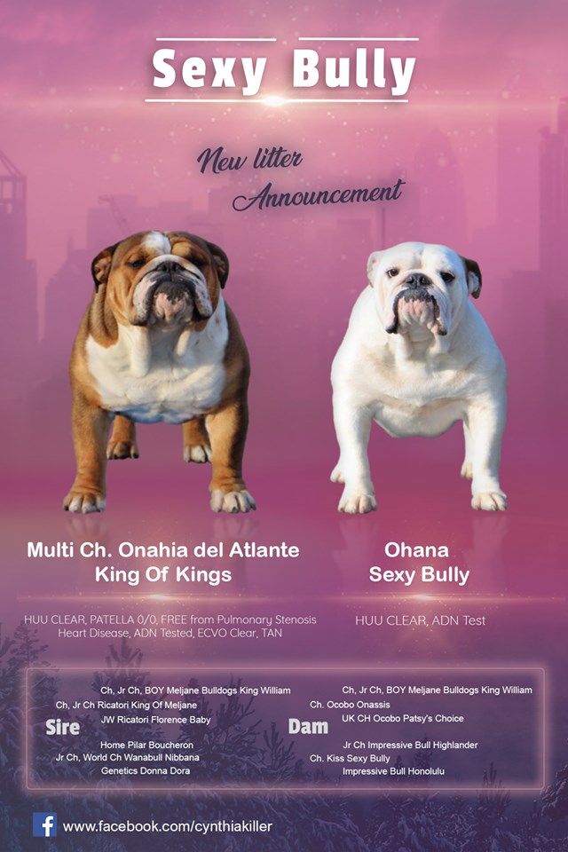 Sexy Bully - chiots disponible