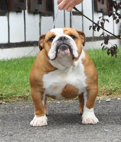 Sexy Bully - Bulldog Anglais - Portée née le 04/01/2012