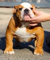 Sexy Bully - Bulldog Anglais - Portée née le 18/11/2016