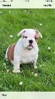 Sexy Bully - Bulldog Anglais - Portée née le 11/03/2020