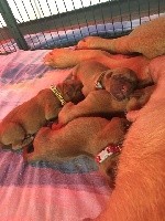 Sexy Bully - Dogue de Bordeaux - Portée née le 22/10/2017
