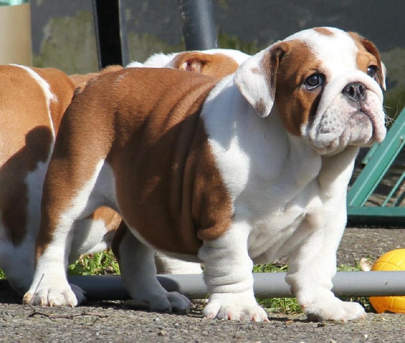 Lilly Sexy Bully