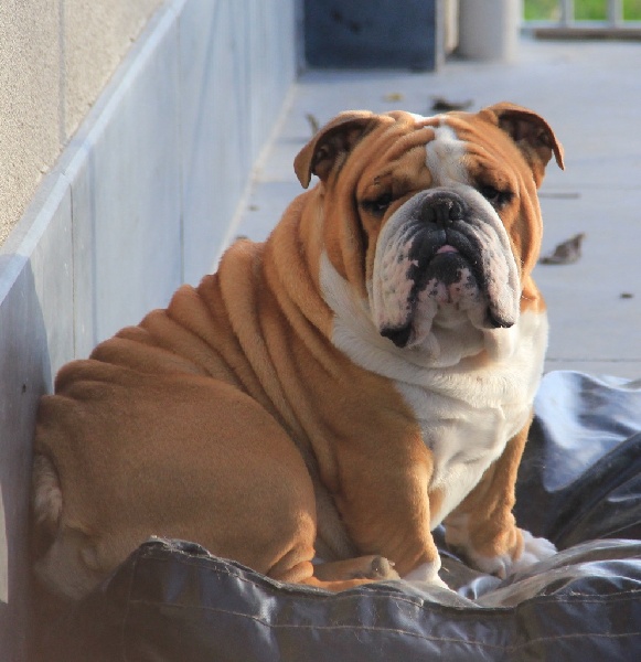 Luigi Sexy Bully