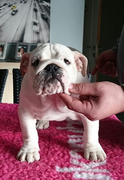 Only sexy bully du domaine des Apollons