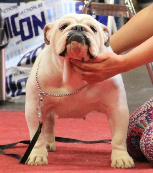 CH. Kiss Sexy Bully