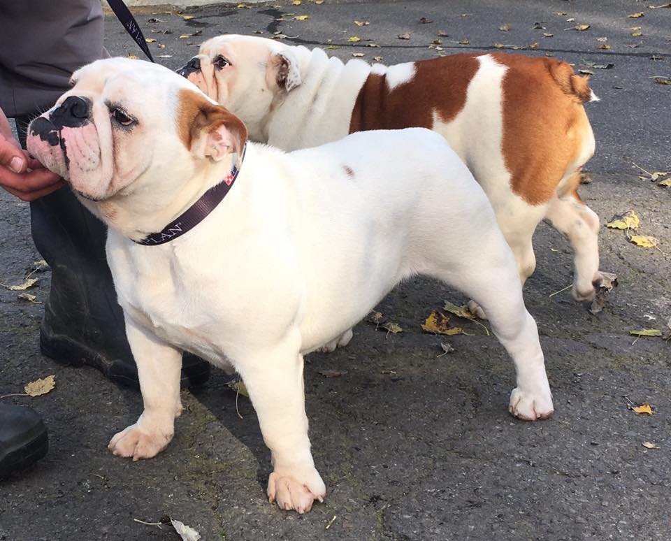 Ohana Sexy Bully