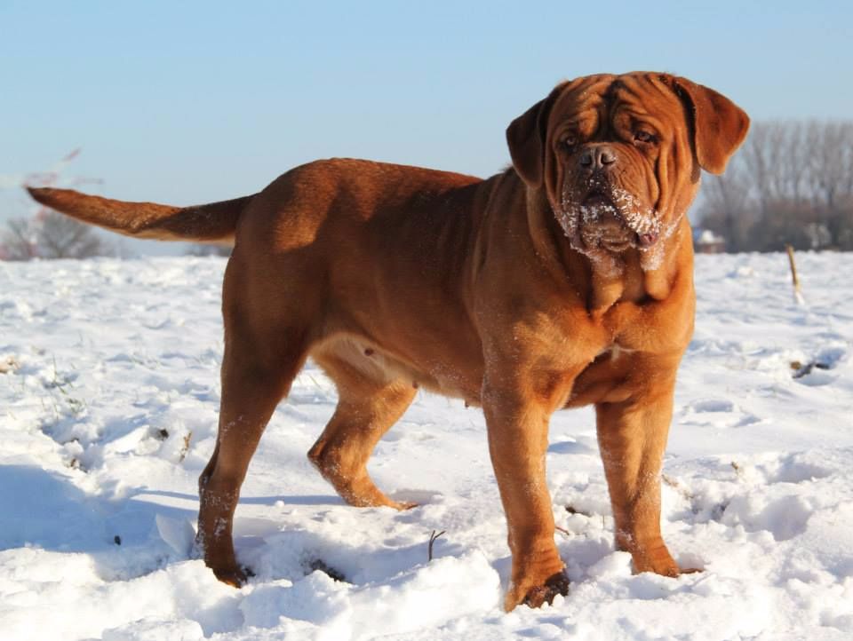 Madd'yz Dog Havana