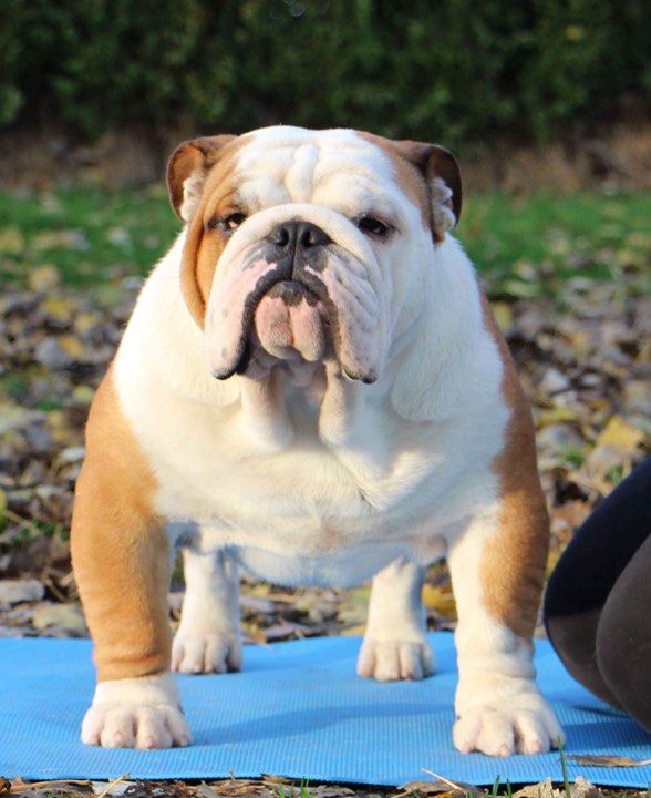 will be bulls uber sexy bully